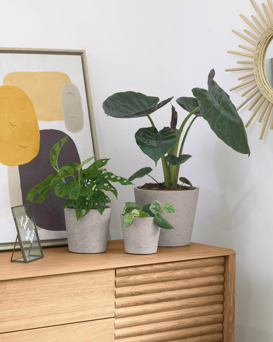 Conjunt Low de 3 testos gris Ø 23,5 cm / Ø 16,5 cm / Ø 14 cm