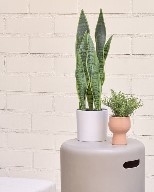 Planta artificial Sansevieria amb test blanc 55 cm